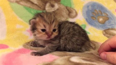 To learn more about each adoptable cat, click on the "i" icon for fast facts, or their photo or name for full details. . Baby kittens for sale